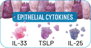 epithelial cytokines